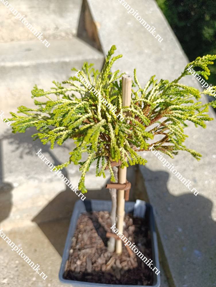 Кипарисовик Туполистный Гитте (штамб Ра45) фото